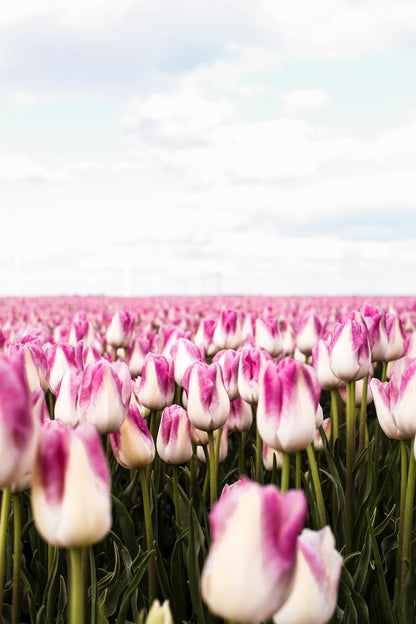 Flower bed