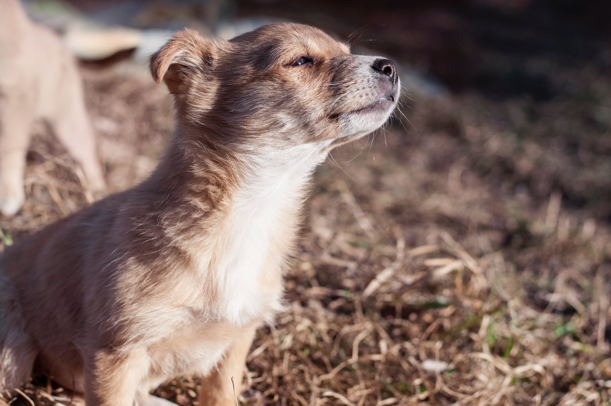 Even your pets will thank you for having this product around them too